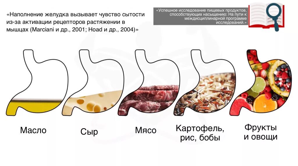 Наполненность желудка. Переваривание пищи. Еда стоит в желудке