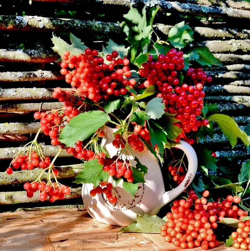 калина. ягода калина куст. калина горит калины куст. калина горит калины куст. калина обыкновенная красная гроздь.