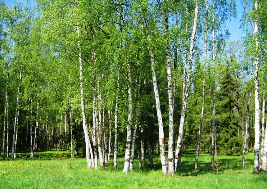 Средний березка. Берёзовая роща Курск. Березовая роща Барнаул. Берёза среднего Урала. Берёзовая роща Орехово-Зуево.