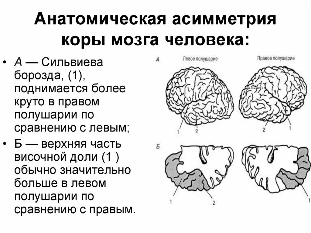 Сильвиева борозда. Функциональная межполушарная асимметрия головного мозга это. Асимметрия больших полушарий функции. Анатомическая асимметрия коры мозга человека. Различие полушарий мозга