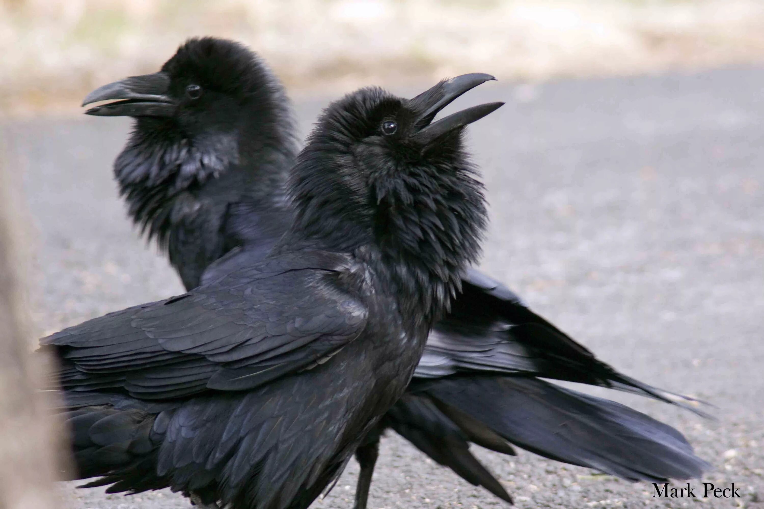 Чем ворона похожа на стол. Ворон семейство врановых. Галки семейство врановых. Корвус Коракс ворон черный. Ворон обыкновенный вороны.