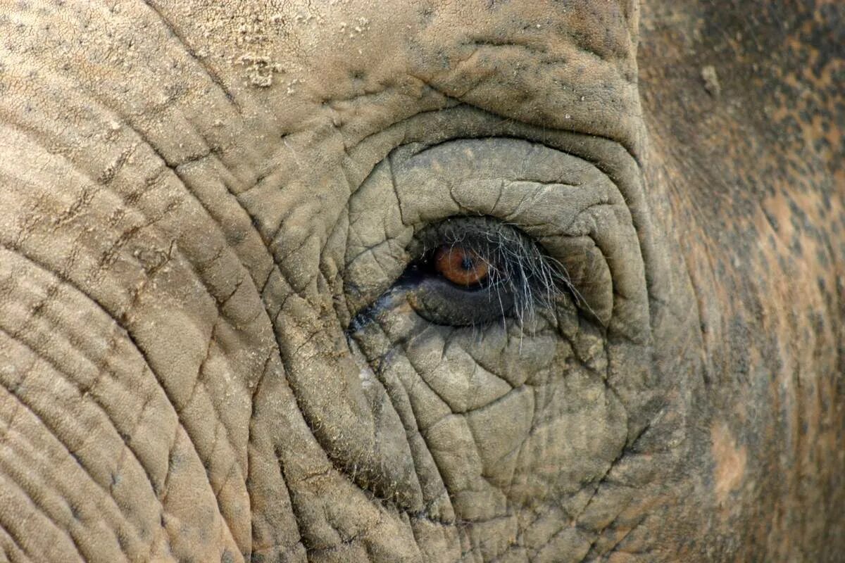 Какого цвета кожа слонов. Глаза слона. Зрачок слона. Глаза слонов. Цвет глаз у слона.