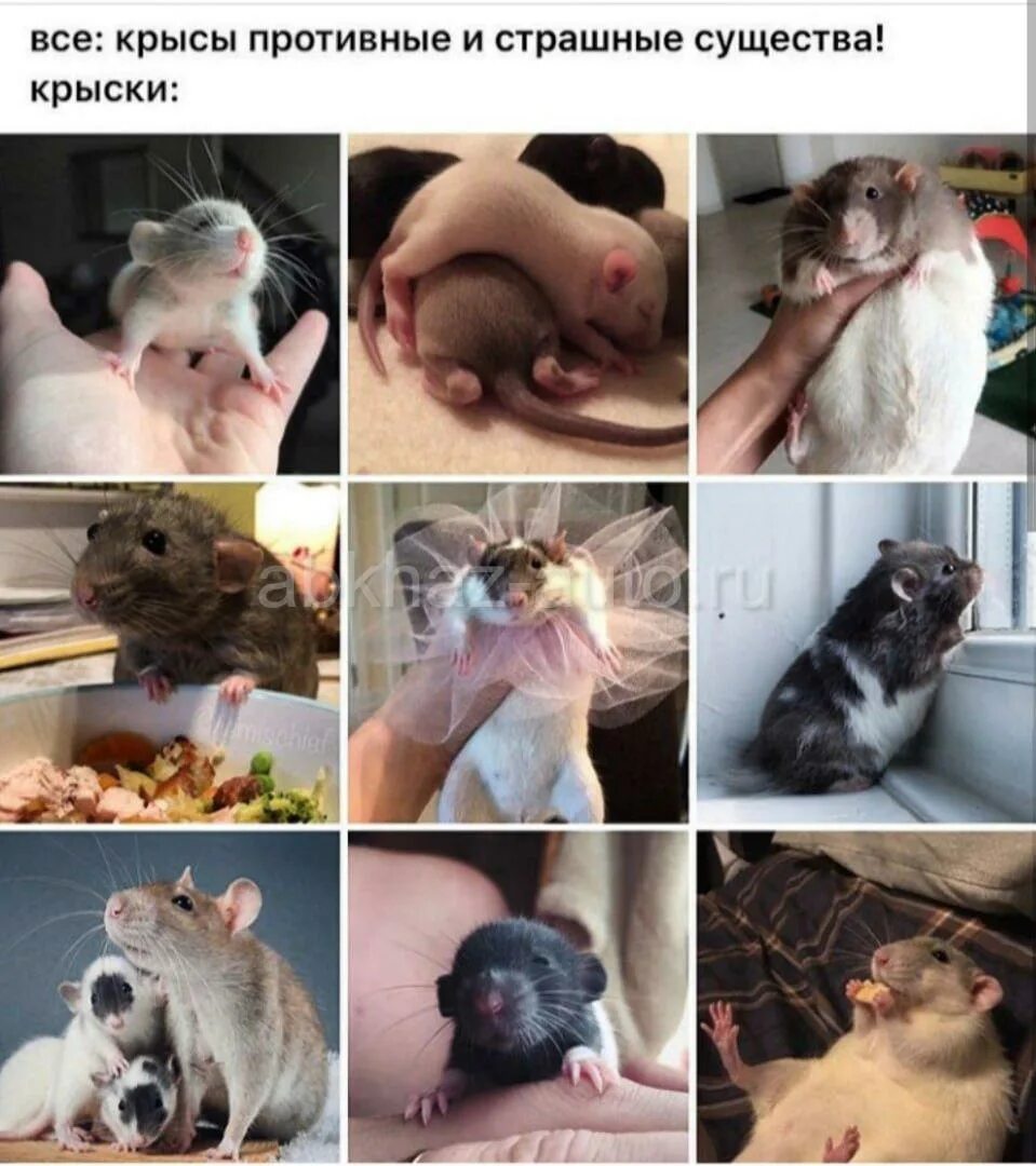 Что означает ты крыса. Мемы с крысами. крыса мем. смешные крысы. мемы с мышами и крысами.