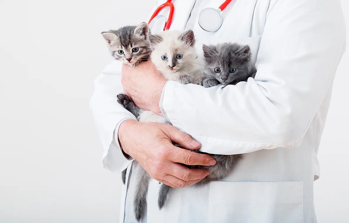 Кот у ветеринара. Котенок на руках ветеринара. Ветеринар с котиком в руках. Котенок на руках у врача. Руки ветеринаров