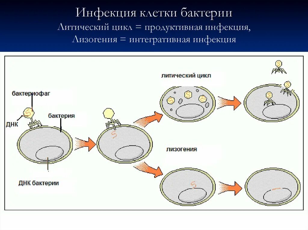 Жизненный цикл вирусов бактерий. Схема взаимодействия бактериофага с бактериальной клеткой. Жизненный цикл бактериофага схема. Литический жизненный цикл вируса. Этапы взаимодействия с клеткой