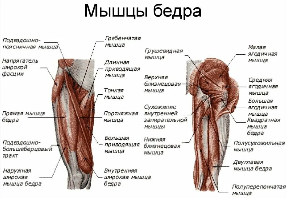 Мышцы нижней конечности анатомия строение. Мышцы тазового пояса анатомия. Тазобедренный сустав анатомия строение с мышцами. Анатомия человека мышцы мышцы нижней конечности.