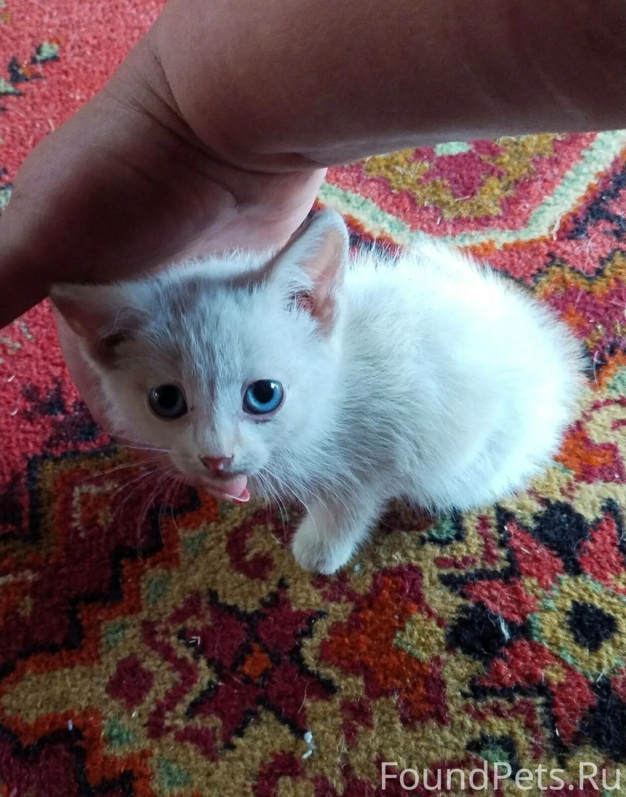 Чернушка животное. Бабочка чернушка эфиопка гусеница. Ангорские котята серые. Животные чернушка. Животные чернушка.