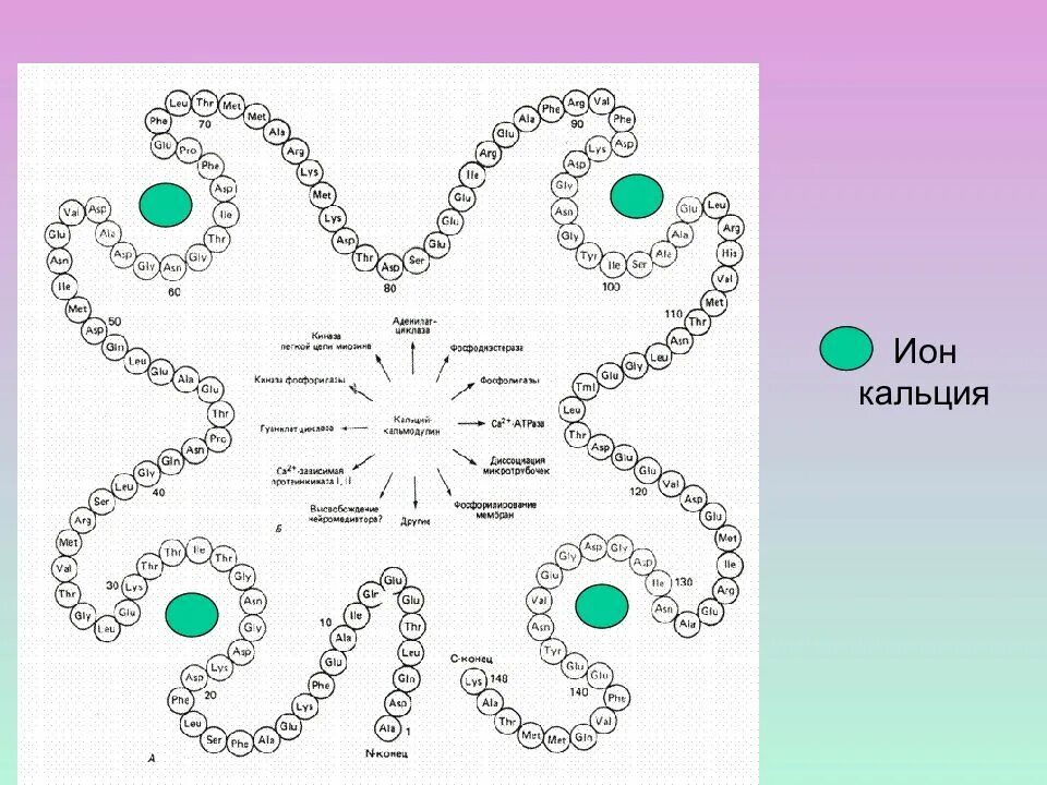 Иону кальция 2. Ион кальция. Ионы кальция. Ион кальция 2+. Ионы кальция (са+2).