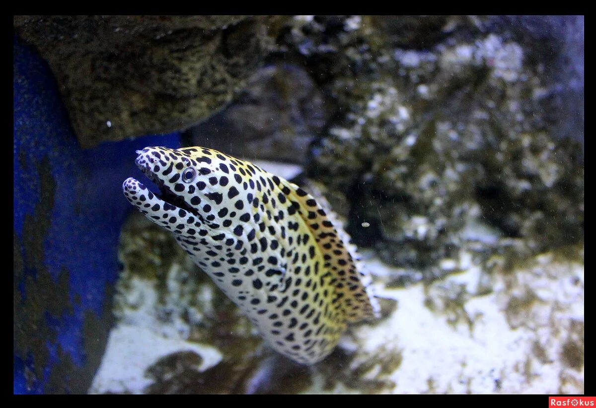 Речная мурена. Аквариумная рыбка мурена. Ленточная мурена. Мурена аквариумная. Мурена gymnothorax tile.