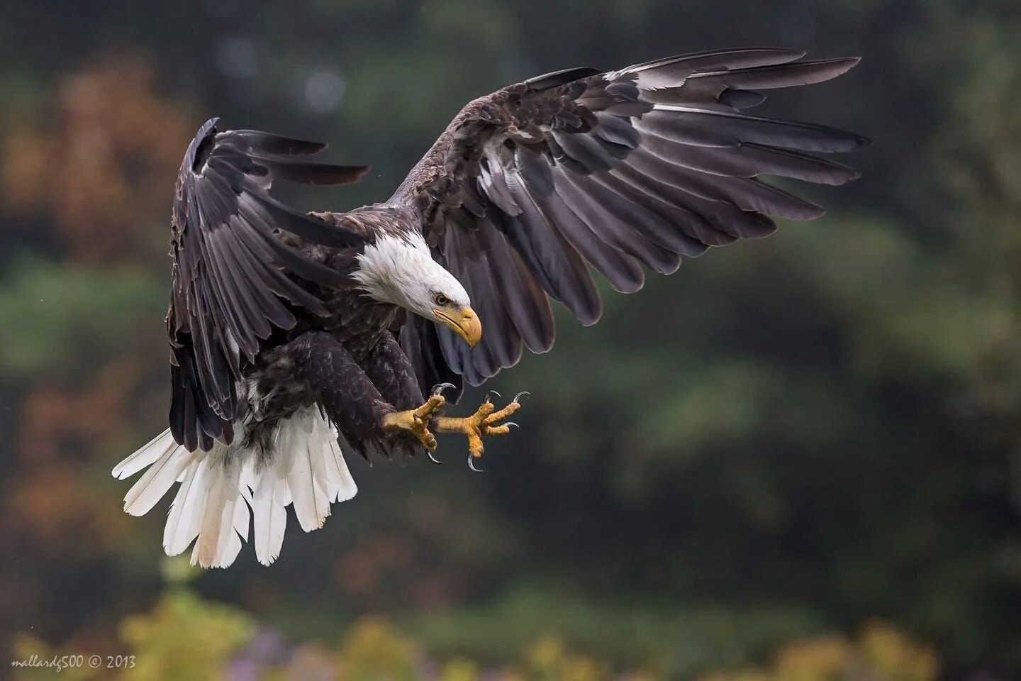 Памирский орел. Птичье крыло. Птица крылья вверх. Пиджеон голубь. "белоголовый орлан".