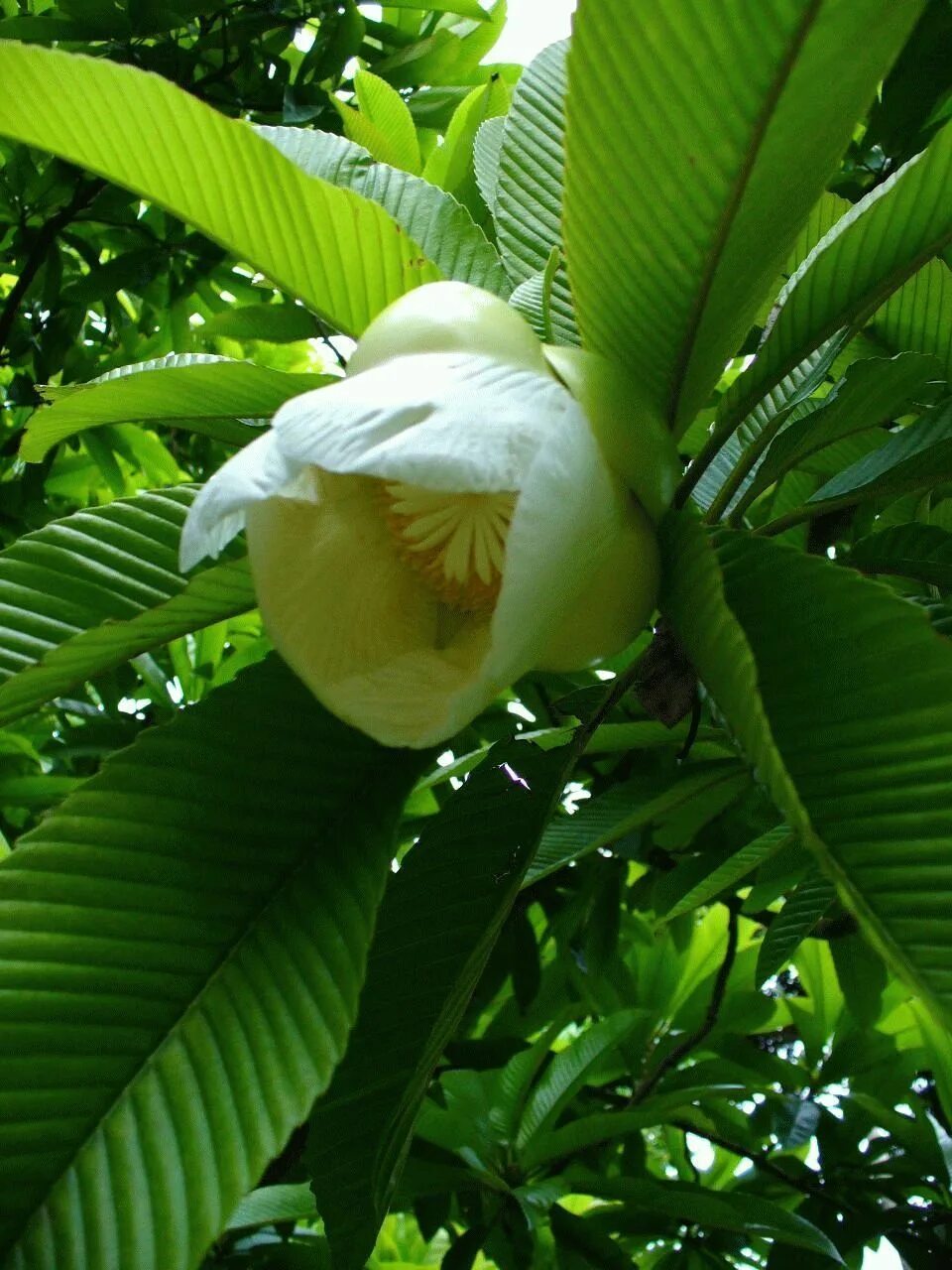 Elephant apple. Дилления Андаманская. Дилления индийская. Слоновое яблоко или Дилления индийская. Дилления растение.