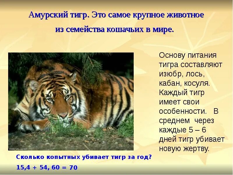 Какая длина тигра. Амурский тигр питание. Питание Амурского тигра. Семейство кошачьих Амурский тигр. Картинка с описанием Амурского тигра.