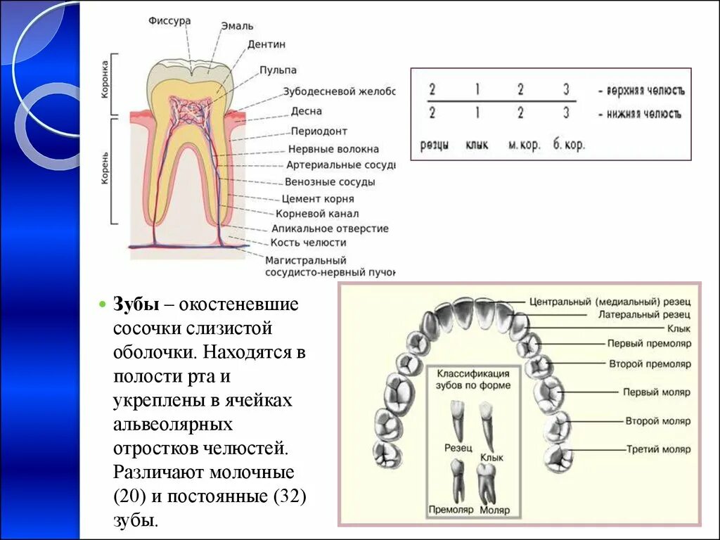 Зубы моляры премоляры резцы. Зубы 8 моляры премоляры. Формула зубов резцы моляры премоляры. Моляры премоляры резцы клыки у человека.