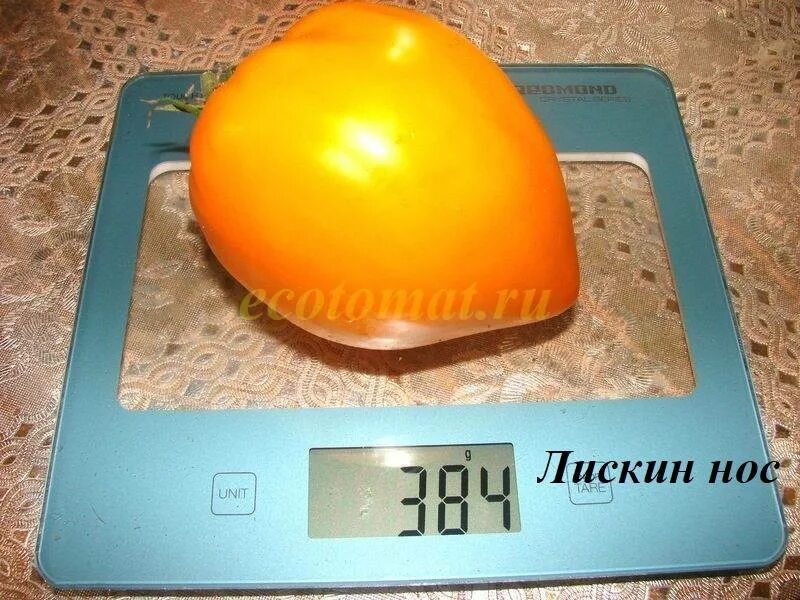 Томат лискин нос характеристика и описание сорта. Сорт лискин нос. томат лискин нос. томат сорт лискин нос. лискин нос томат описание.