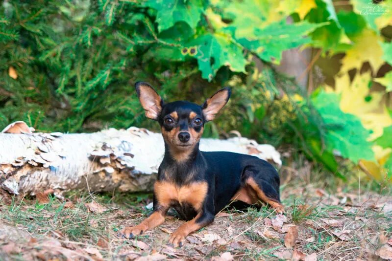 Пражский крысарик ратлик. Пражский крысарик черный. Пражский крысарик. Ратлик. Порода пражский крысарик пражский.