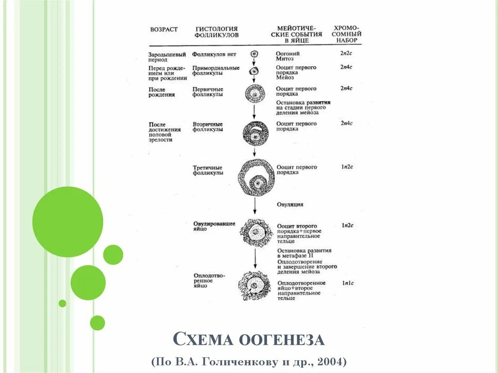 Второе направительное тельце. Овогенез. Схема овогенеза гистология. Схема сперматогенеза и овогенеза. Овогенез схема ЕГЭ.