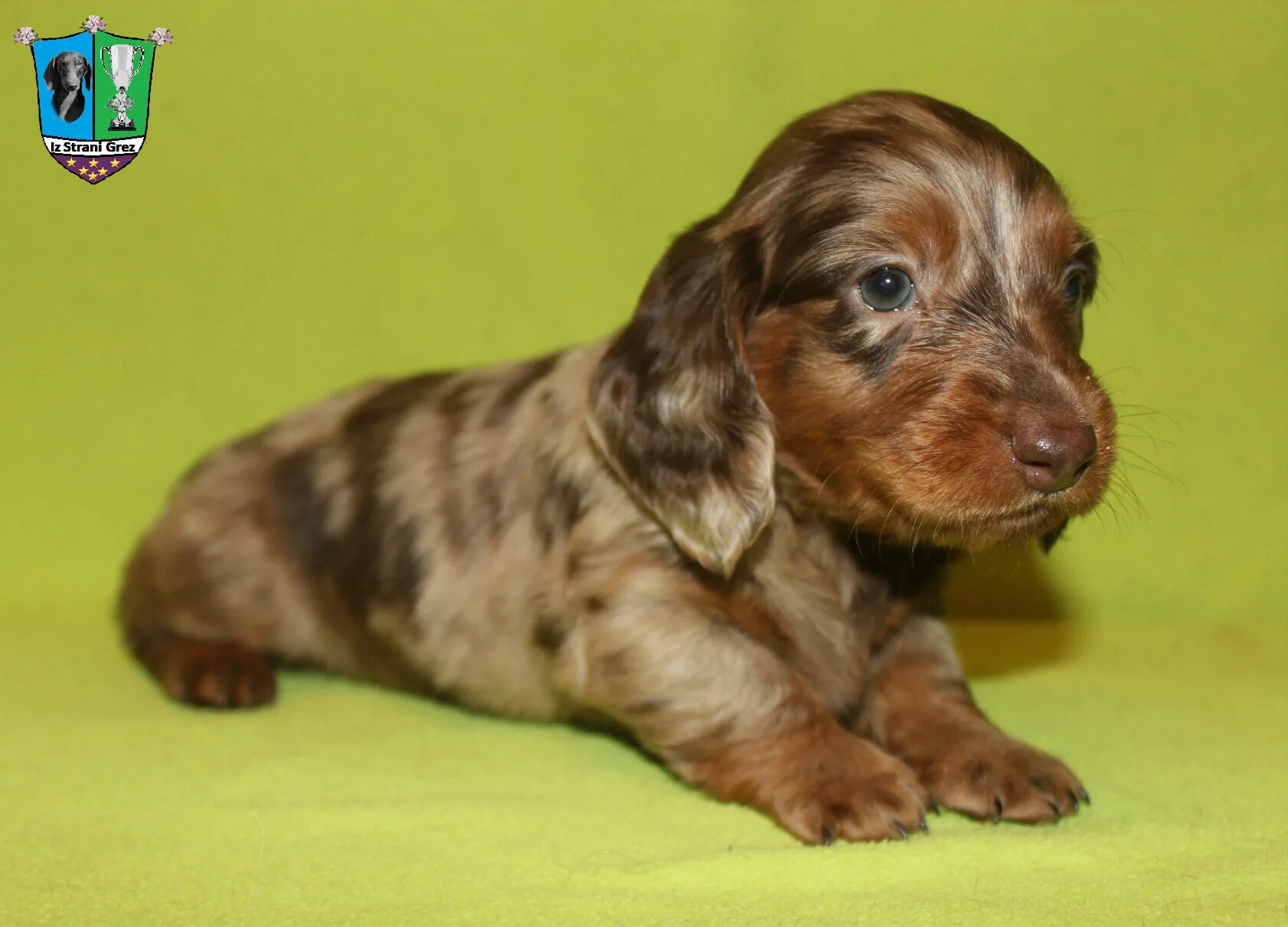 Ciao cacao is stream grez такса. Maks grez. пес грез. Maks grez. Maks grez.