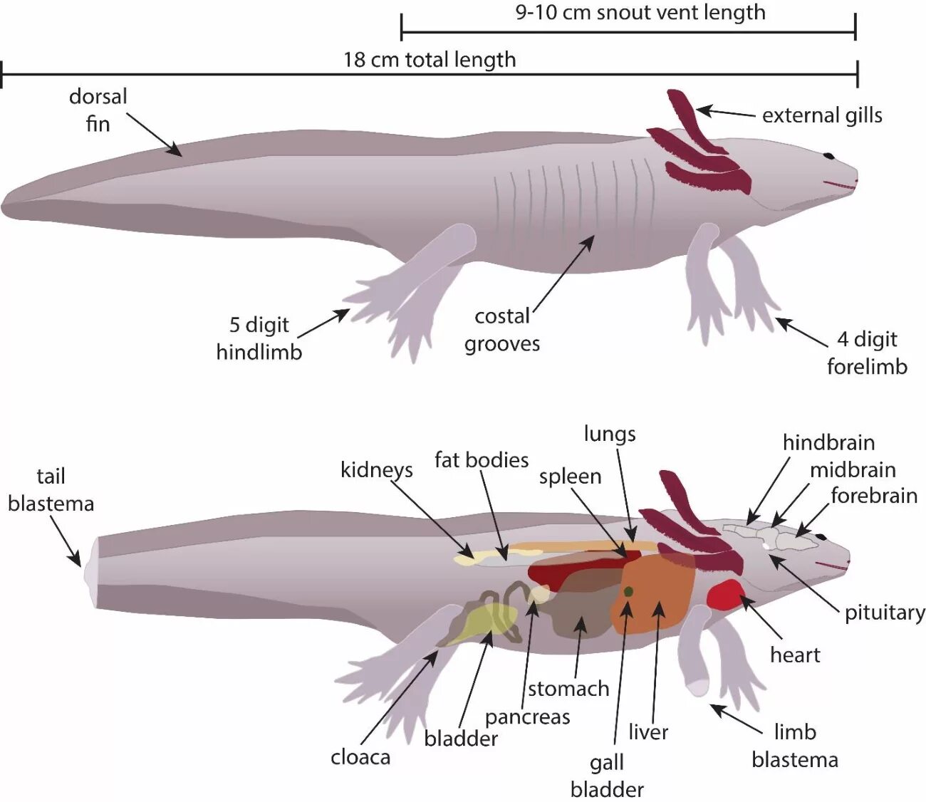 Пищеварительная система аксолотля. Внутреннее строение аксолотля. Аксолот строение скелета. Анатомия аксолотля.