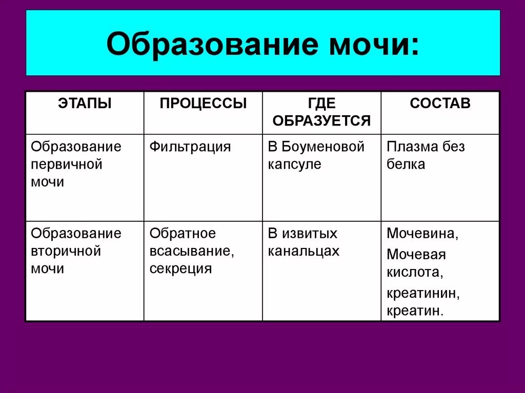 Сколько у человека образуется мочи