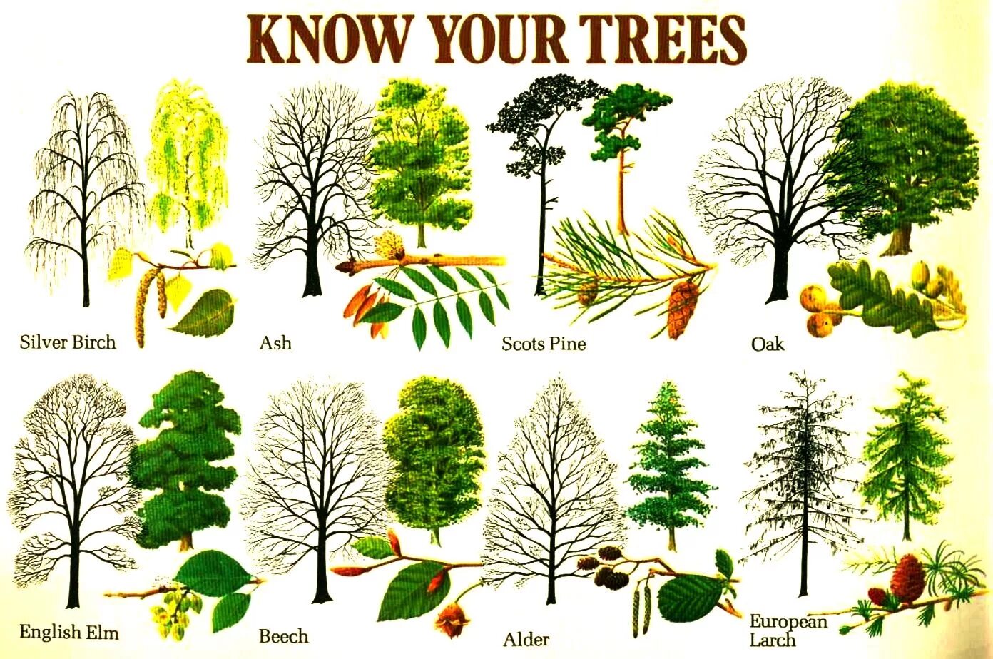 Tree names