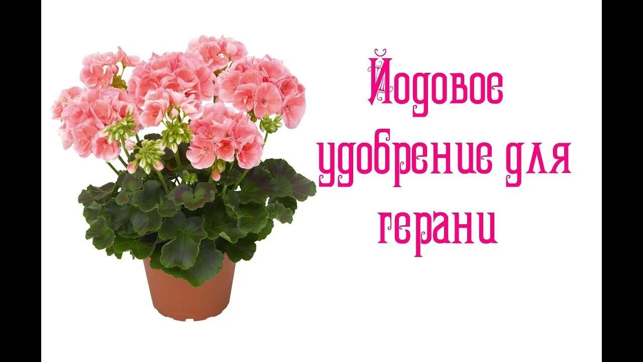 Чем подкормить пеларгонию для пышного цветения. Домашние цветы герань. подкармливание герани. подкормка пеларгонии для обильного цветения. удобрения для герани для цветения.