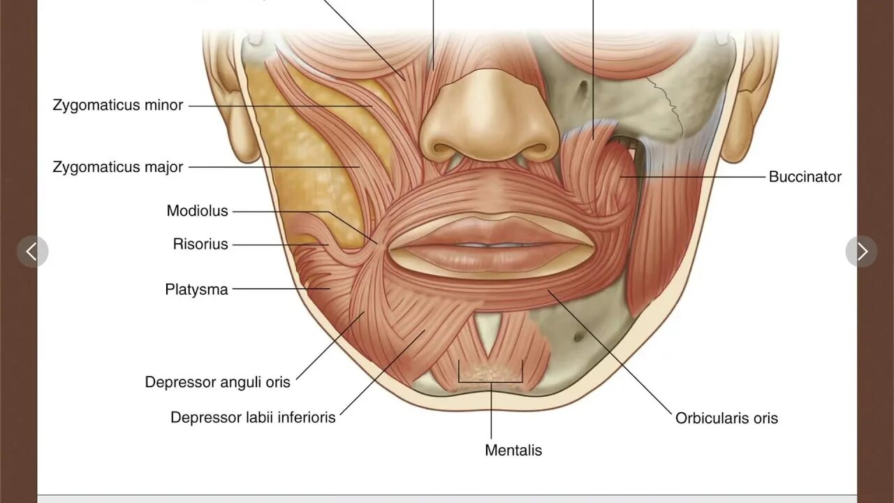 Поднимающая угол рта. Депрессор Ангули Орис анатомия. Части musculus orbicularis Oris.