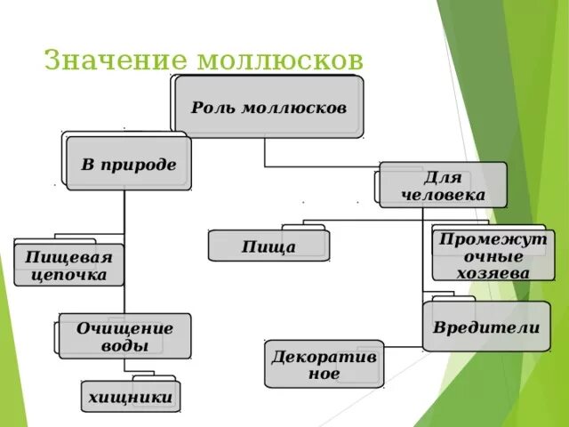 Цепочка ракообразных. Моллюски в пищевой цепи. ракообразные пищевая цепь. пищевая цепочка моллюсков. цепь питания ракообразных.