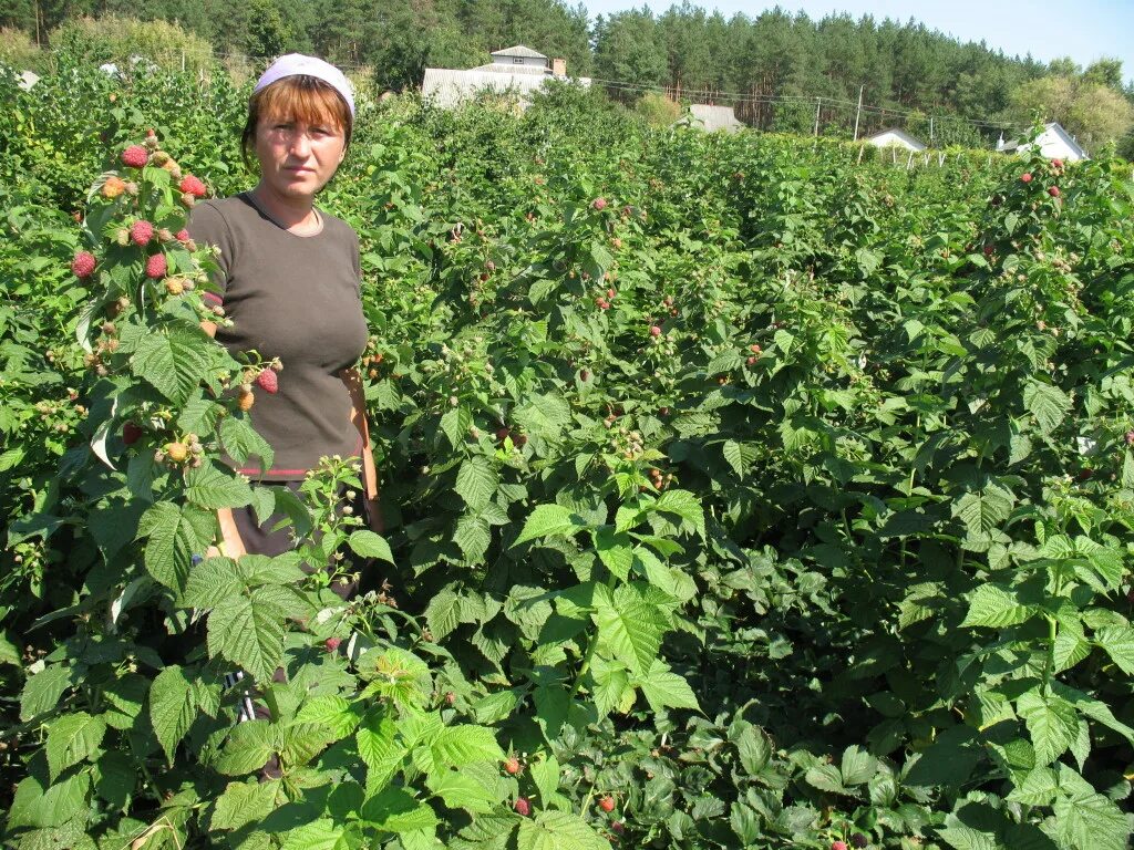 Малина вольница. Малина бирюсинка. Малина глен эмпл. Сорт малины соколица. Питомники саженцев малина грозями.