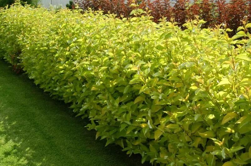 Дерен элегантиссима. Cornus alba 'aurea'. Дерен ауреа. Дерен элегантиссима. Дерен белый (cornus alba `aurea`).