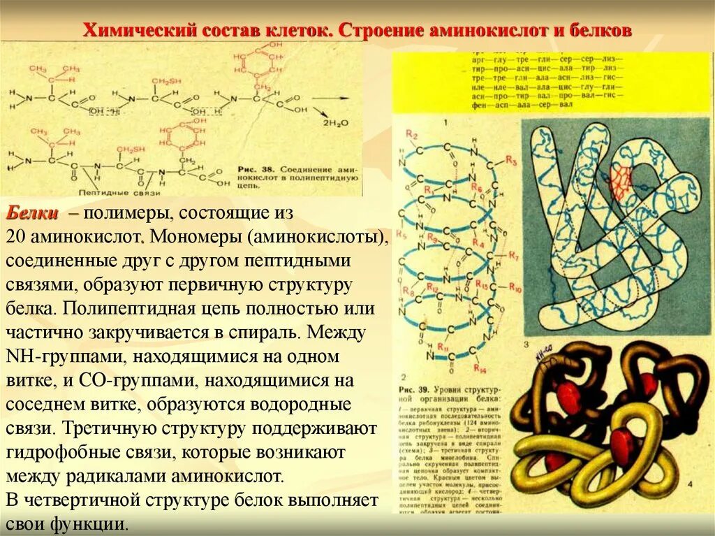 Мономеры белка состоят. Химический состав клетки белки строение. Белки структура химия. Химическая структура белка.