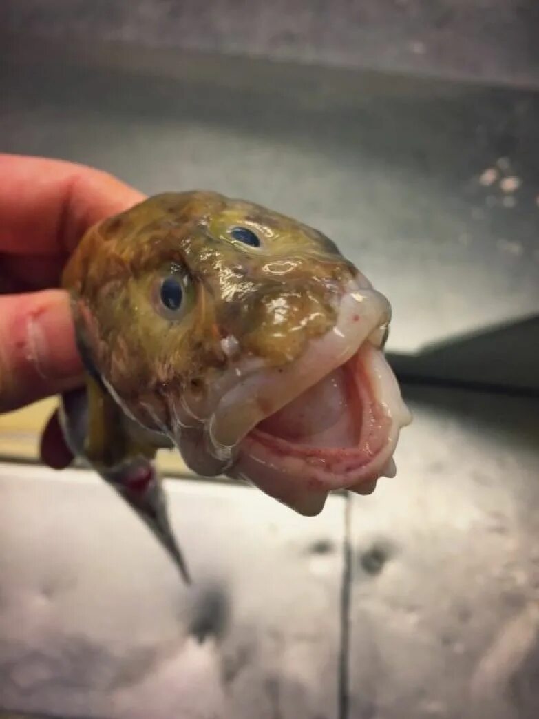 память у рыб. рыбы в чёрном море виды список. рыбы из рассказа васюткино озеро. золотая рыбка память 3 секунды. какая рыба плохо.