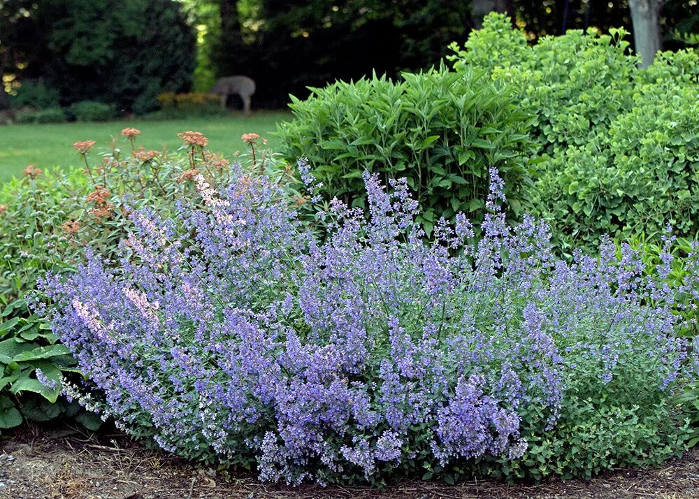 Котовник фассена сорта. Котовник фассена уолкерс лоу. котовник фассена (nepeta faassenii `six hills giant`). котовник фассена (nepeta faassenii `purrsian blue`). котовник фассена (nepeta faassenii `dropmore`).