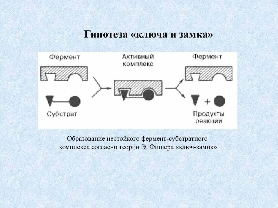 Гипотеза фишера