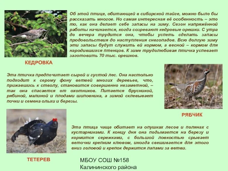 Доклад о птицах тайги. Птицы Сибирского леса. Птицы в таежных лесах. Птицы обитающие в тайге.