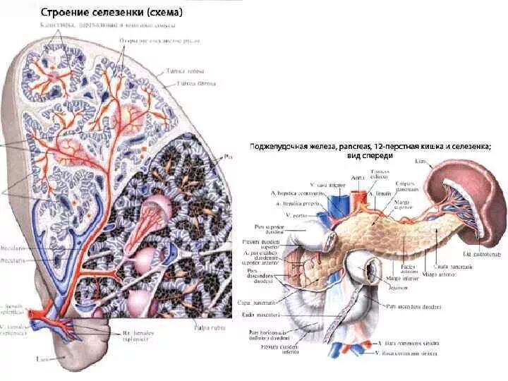 Части селезенки. Селезенка анатомия схема. Селезенка собаки анатомия строения. Анатомическое строение селезенки. Внутреннее строение селезенки схема.