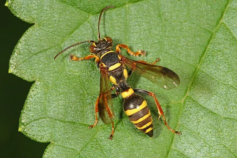 Ectemnius cavifrons. Краброниды. Оса в родах. Оса в родах. Crabronidae.