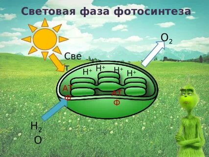 Кислород световая фаза