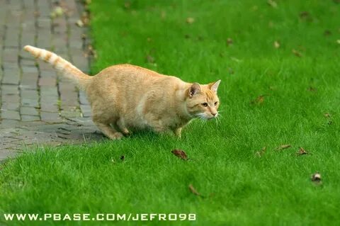 Action cat