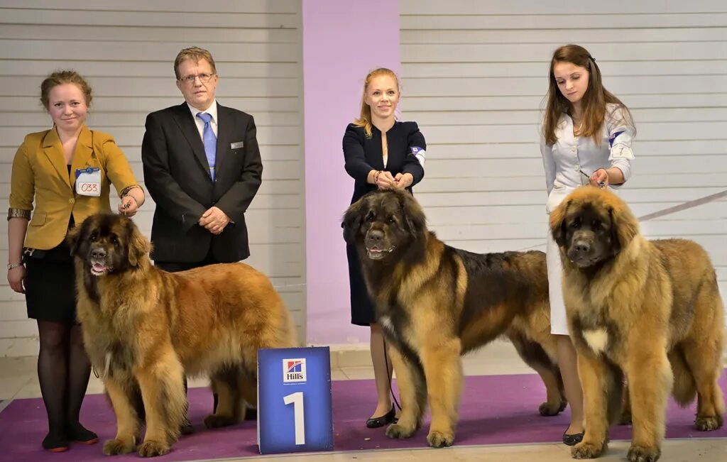 Титулы на выставках ркф. Ранг выставки. Конкурс питомников на выставке собак. Ранг выставки. Выставочные классы собак.