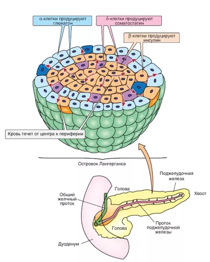 Инсулин синтезируется клетками островков лангерганса. Строение поджелудочной железы островки Лангерганса. Поджелудочная железа анатомия островки Лангерганса. Панкреатический островки Лангерганса строение. Глюкагон синтезируется клетками островков Лангерганса.