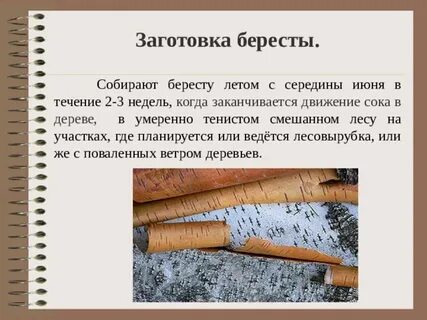 Береста и береза однокоренные слова