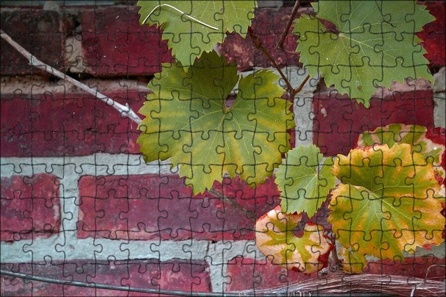 Simple Pleasures Grapes, Grape vines, Beautiful fruits