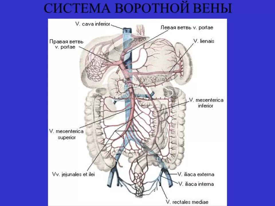 Кровообращение воротной вены. Воротная Вена печени анатомия. Система воротной вены анатомия. Кровоснабжение печени анатомия воротная Вена. Воротная и нижняя полая Вена анатомия.