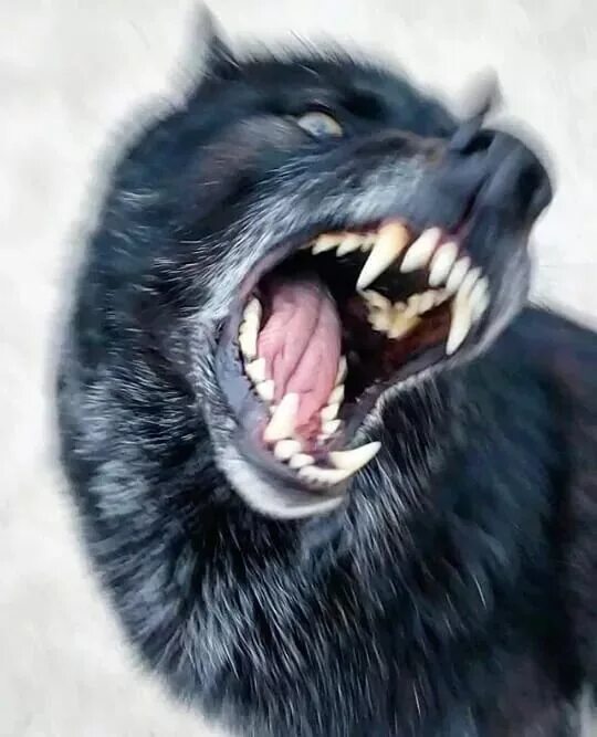 2017 год. Кладбищенские волки устроили резню Wolf pictures, Wolf photos, Wild do