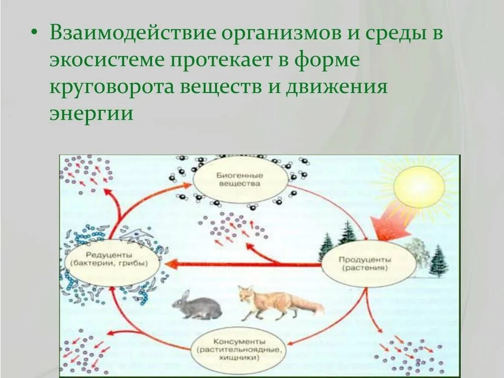 Роль лисы в биологическом круговороте. Схема взаимодействия живых организмов. Взаимодейсвтие в экосистема. Схема круговорота веществ. Взаимодействие организмов с окружающей средой.