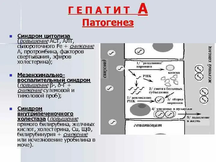 Гепатит а патогенез. Патогенез гепатита в. Патогенез гепатита а схема. Патогенез вирусного гепатита в. Гепатит механизм развития.