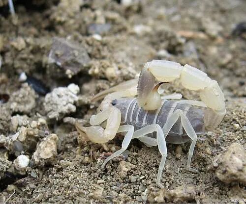 Scorpion white. Белый Скорпион. Прозрачный Скорпион. Маленький белый Скорпион. Маленький прозрачный Скорпион.