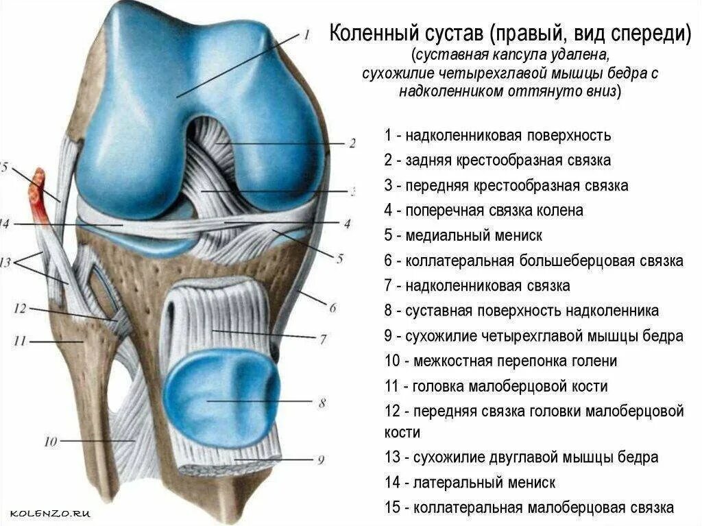 Вскрытый правый коленный сустав вид спереди. Коленный сустав вид спереди анатомия. Фиксирующий аппарат коленного сустава анатомия. Связки коленного сустава анатомия.