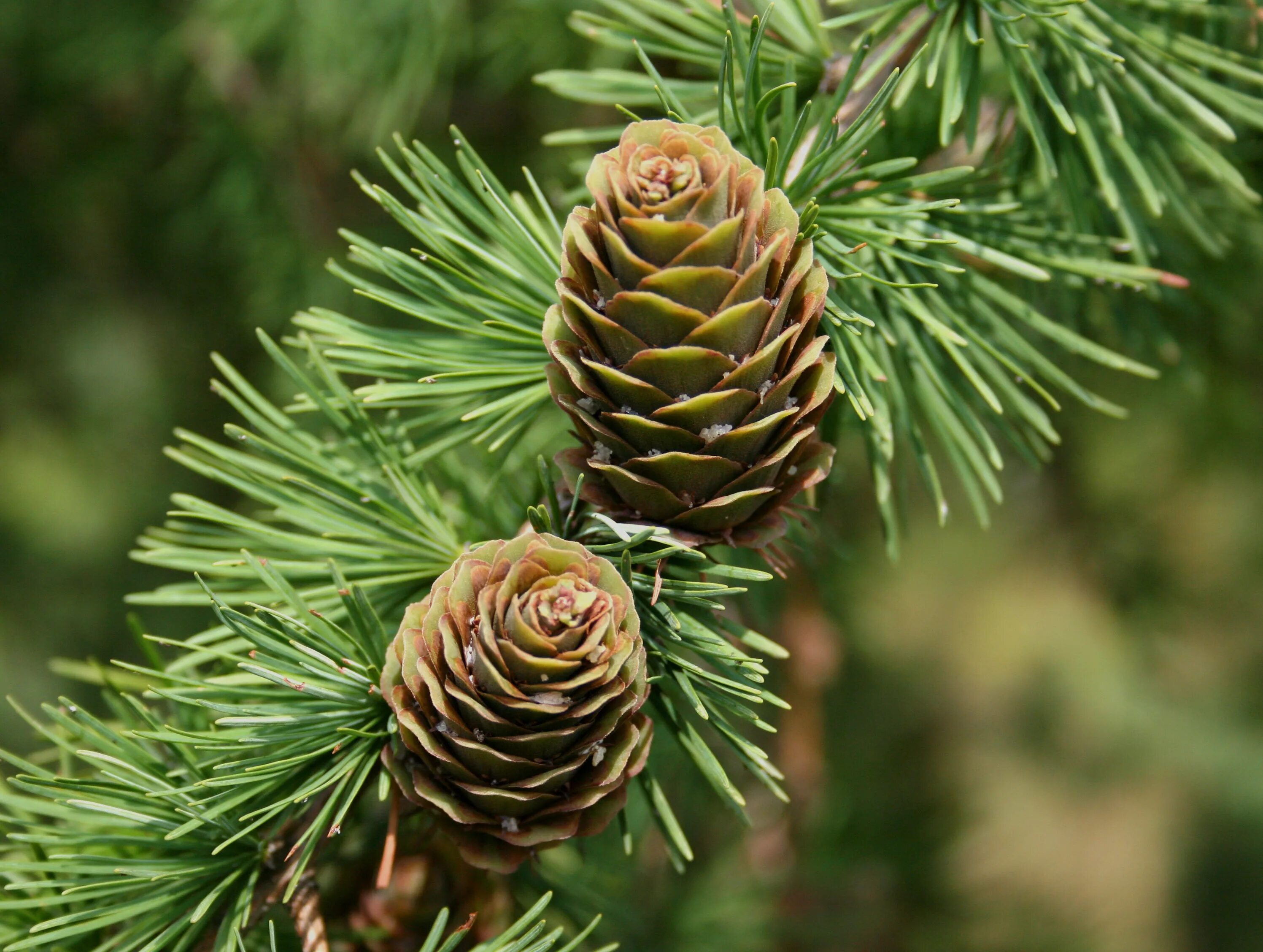 Лиственница Сибирская Larix sibirica. Лиственница Сибирская шишки. Лиственница Сибирская (Larix sibirica Ledeb.). Лиственница европейская хвоинки. Хвойные деревья хвоинки