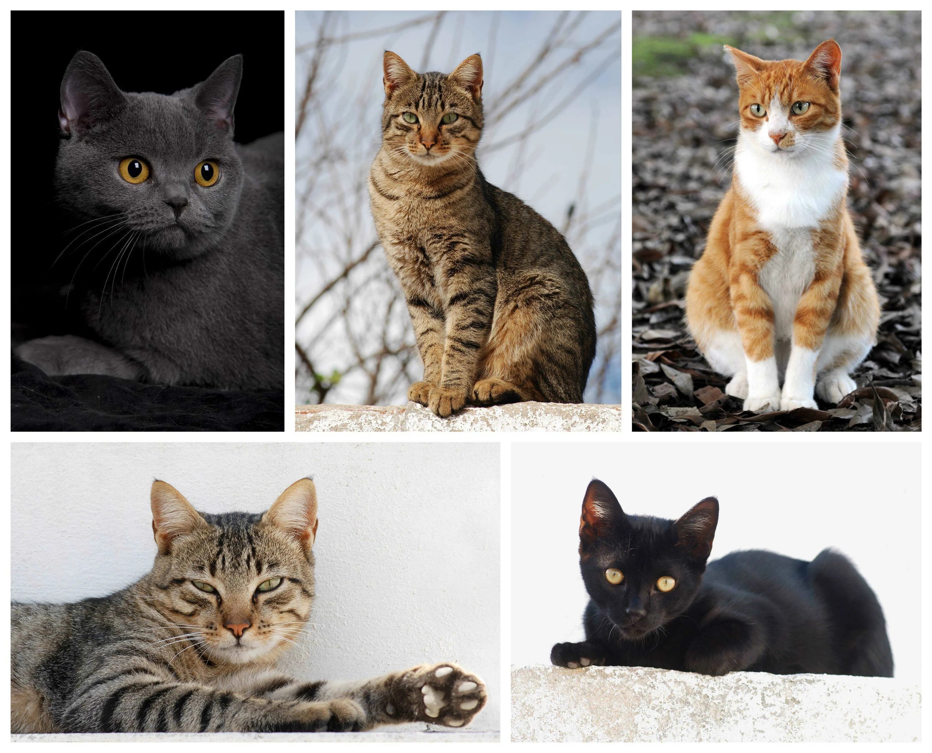 Разные кошки. Породы кошек. Котики разных пород. Кот разные. Названия пород домашних кошек